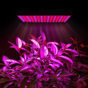 growlight