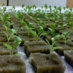 semai sayur hidroponik