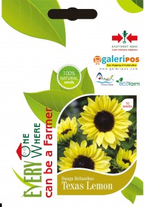 helianthus_-_texas_lemon_kompres