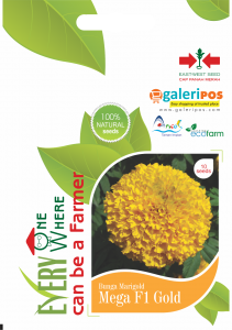 marigold_mega_f1_gold