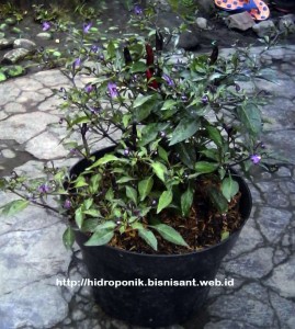 cabai_hitam_siap_panen8
